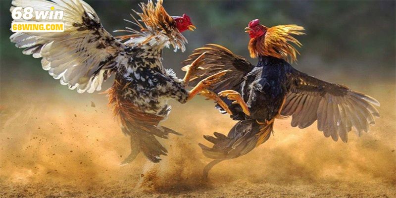 Đá gà cựa tròn đòi hỏi tính chiến thuật tương đối cao.